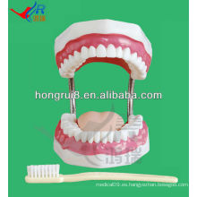 Modelo de cuidado dental 28 maniquí dentario dental